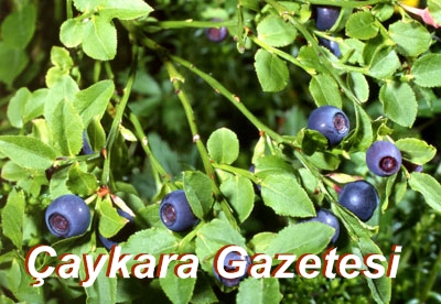 Yaban Mersini- Ligarba Altın Oldu 2