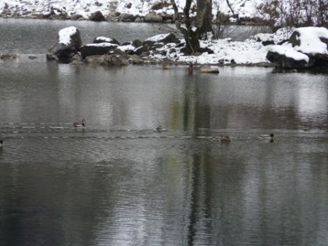 Uzungöl Ördeklerin Barınma Mekanı 8