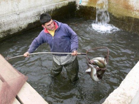 Yumurtadan Sofraya Her Tür Balık Yetiştiriyorlar 4